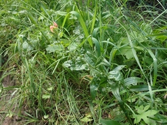 Castilleja miniata fulva