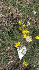Narcissus assoanus