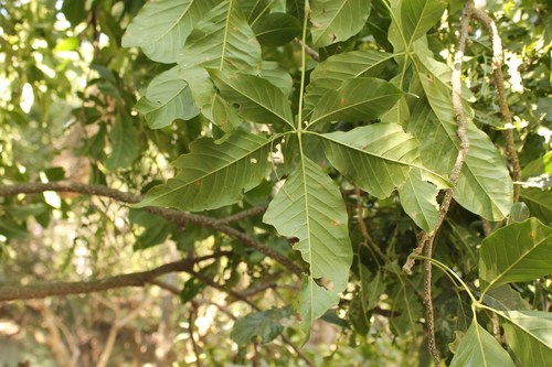 Casimiroa edulis