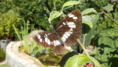Neptis rivularis
