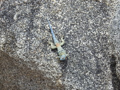 Petrosaurus thalassinus