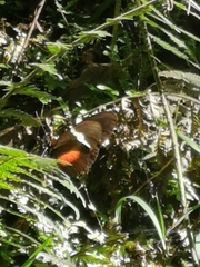 Heliconius clysonymus clysonymus