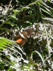 Heliconius clysonymus clysonymus