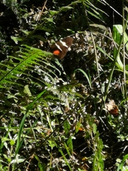 Heliconius clysonymus clysonymus