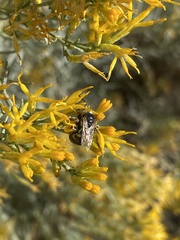 Callimelissodes