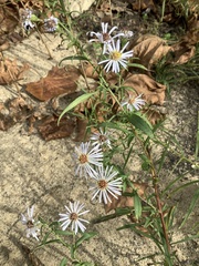 Symphyotrichum laeve concinnum