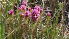 Castilleja exserta exserta