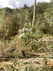 Symphyotrichum laeve concinnum