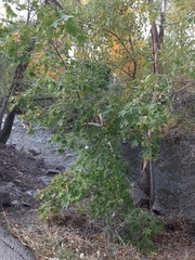 Acer grandidentatum