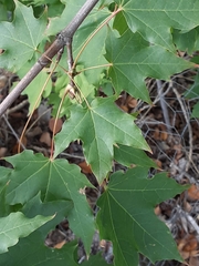 Acer grandidentatum