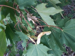 Acer grandidentatum