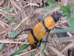 Chauliognathus nigrocinctus