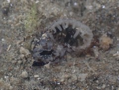 Barnea similis