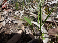 Plantago gaudichaudii