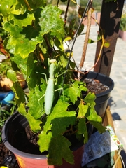 Hierodula transcaucasica