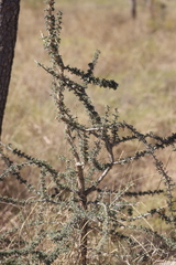 Vachellia suberosa