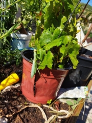 Hierodula transcaucasica