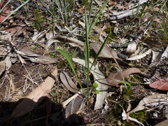 Plantago gaudichaudii