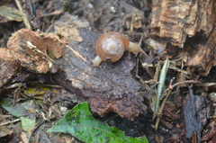 Quantula striata