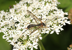 Ptychoptera albimana