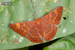 Emesis mandana