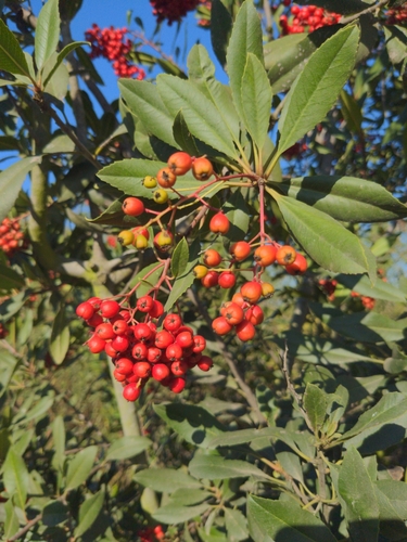 iNaturalist observation photo of Toyon