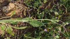 Erodium brachycarpum