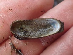 Zelithophaga truncata