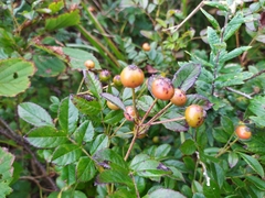 Rosa maximowicziana