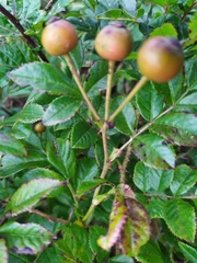 Rosa maximowicziana