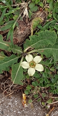 Jaborosa runcinata