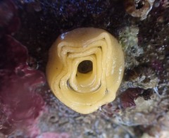 Doriopsis granulosa