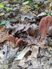 Clavariadelphus americanus