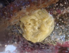 Doriopsis granulosa