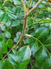 Rosa maximowicziana