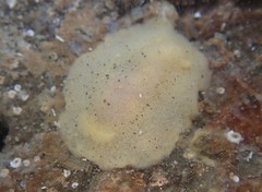 Doriopsis granulosa