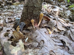 Clavariadelphus americanus