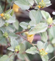 Malvastrum americanum