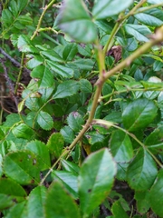Rosa maximowicziana