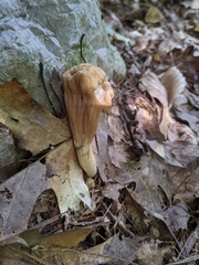 Clavariadelphus americanus