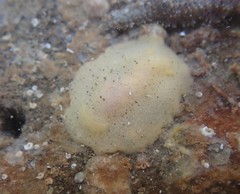 Doriopsis granulosa