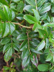 Rosa maximowicziana