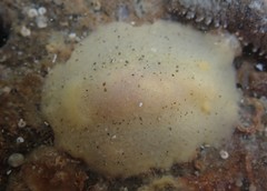Doriopsis granulosa