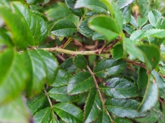 Rosa maximowicziana