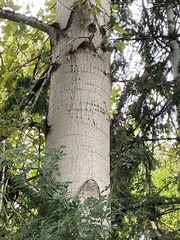 Populus trichocarpa