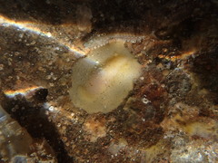 Doriopsis granulosa