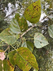 Populus trichocarpa