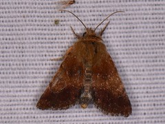 Schinia varix