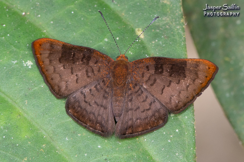 Emesis temesa