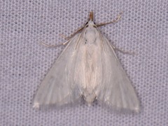 Leptosteges vestaliella